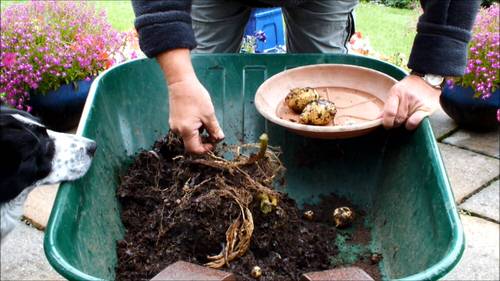 Put These 10 Things in Your Potato Planting Hole for Best Harvest 10