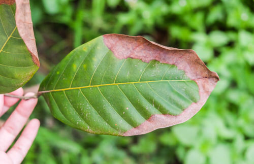 Signs that Show Your Plant Needs More Potassium 2