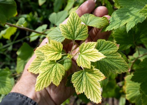 Signs that Show Your Plant Needs More Potassium