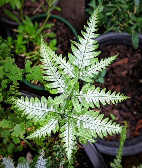 Ferns with Most Beautiful Fronds 7