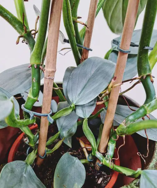 Types of Indoor Plants 29