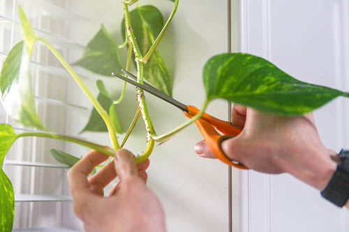 Common Errors in Propagating Plants from Cuttings 2