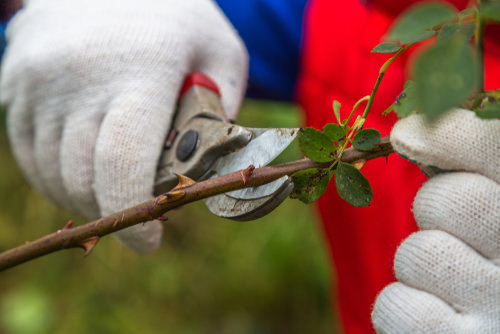 Common Errors in Propagating Plants from Cuttings 4