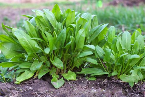 Best Partial Shade Herbs 7