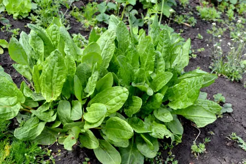 Perennial Vegetables 10