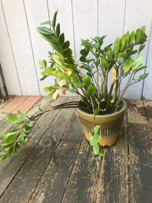 ZZ Plant Problems and Solutions 4