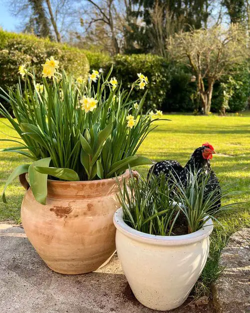 Front Porch Flower Pot Ideas 17