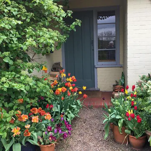 Flowers for Front yard # 20