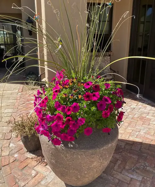 Flowers for Front yard #28