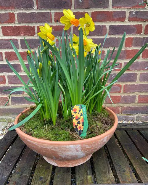 Flowers for Front yard #16