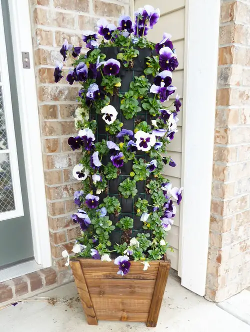 Flowers for Front yard #22