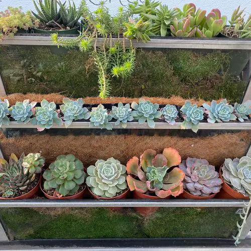 DIY Vertical Succulent Garden Ideas 3