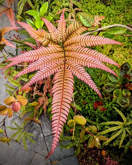 Ferns with Most Beautiful Fronds 4