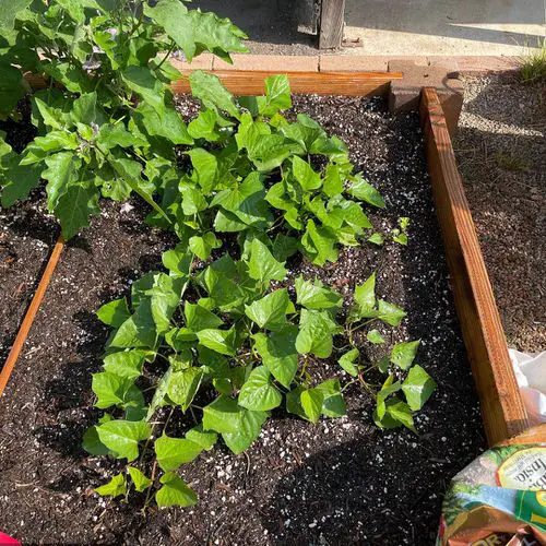 top Plants to Grow in Your Tropical Edible Garden