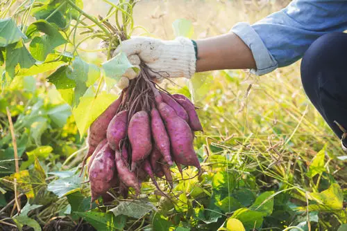 Perennial Vegetables You Can Plant Once and Enjoy for Years 7
