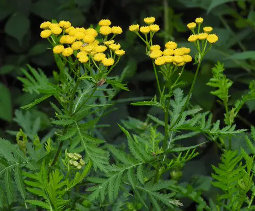 top Most Poisonous Plants That May Even Kill People