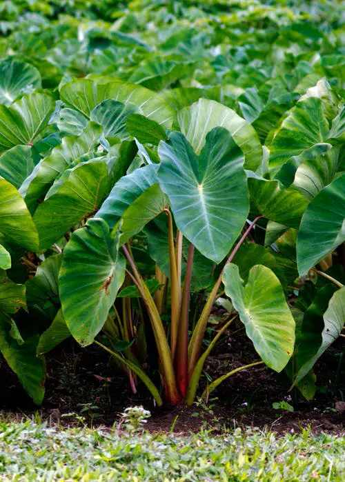 Root Vegetables with Edible Greens 14