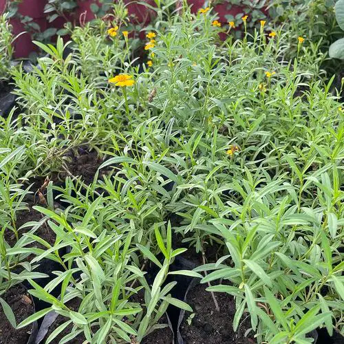 Herbs You Should Grow Side by Side 6