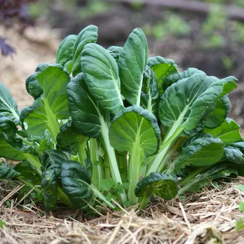Curative Plants for a Tropical Edible Garden
