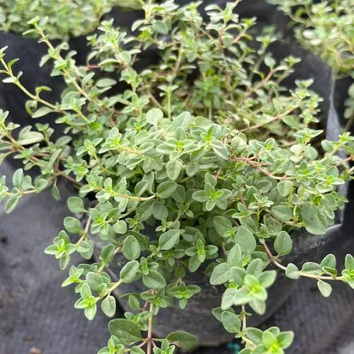 Herbs You Should Grow Side by Side 5