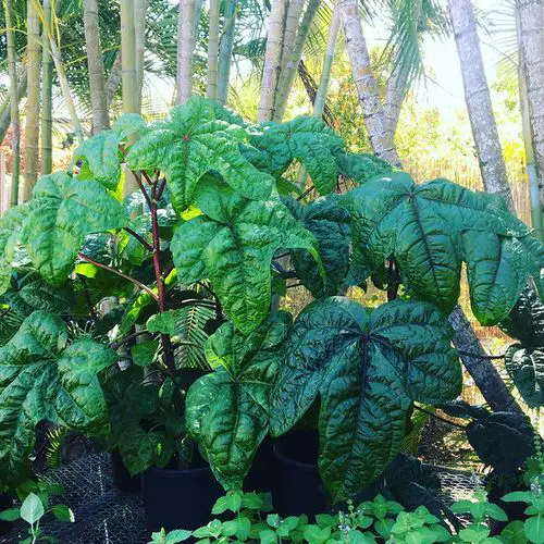 Plants for Your Tropical Edible Garden to Grow
