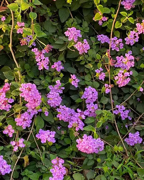 Types of Lantanas