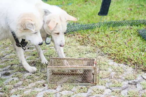 How to Get Rid of Rats in Home  5