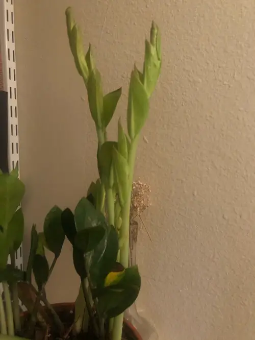 Most Common Succulent Growing Mistakes 2