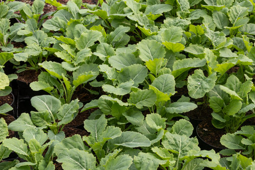 Perennial Vegetables You Can Plant Once and Enjoy for Years 9