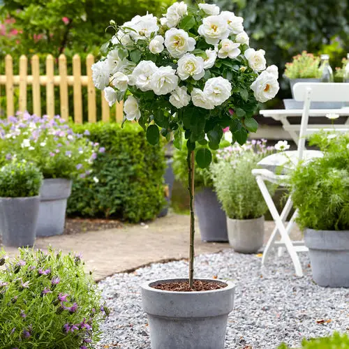 Prune Roses 4