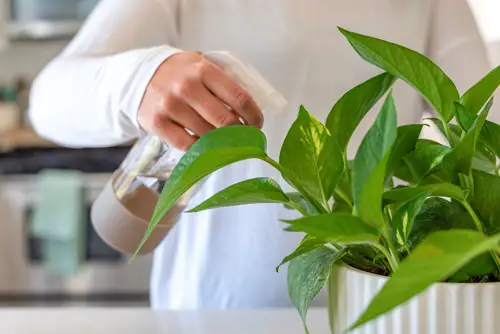 Common Errors in Propagating Plants from Cuttings 8