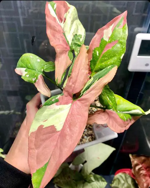 Tricks to Get More Variegation on Plants