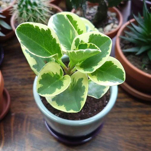Tricks to Get More Variegation on Plants 7