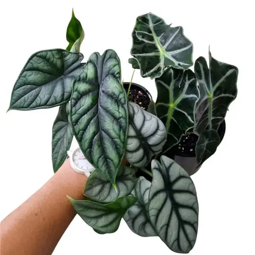 Tricks to Get More Variegation on Plants 2