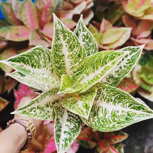 Tricks to Get More Variegation on Plants 1
