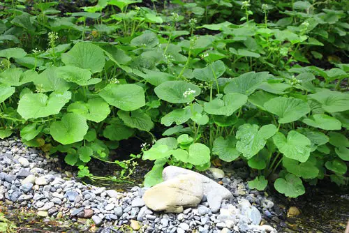Best Partial Shade Herbs 5