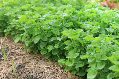Perennial Vegetables 6
