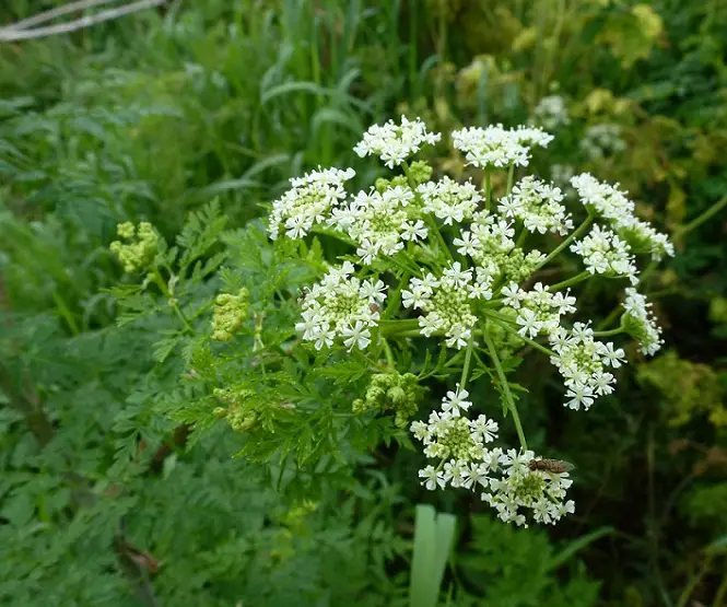 top Most Lethal Plants That Can Kill People