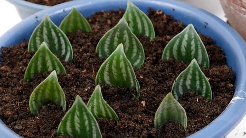 How to Grow Watermelon Peperomia from Leaves
