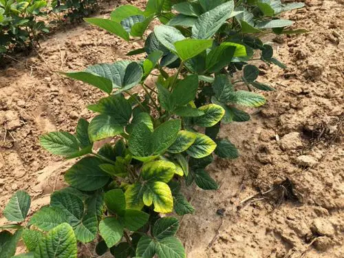 Potassium Deficiency Symptoms 2
