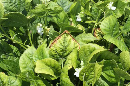 Potassium Deficiency Symptoms 1