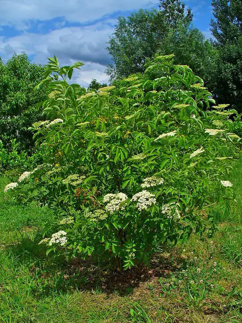 Do Elderberries Grow in Arkansas?