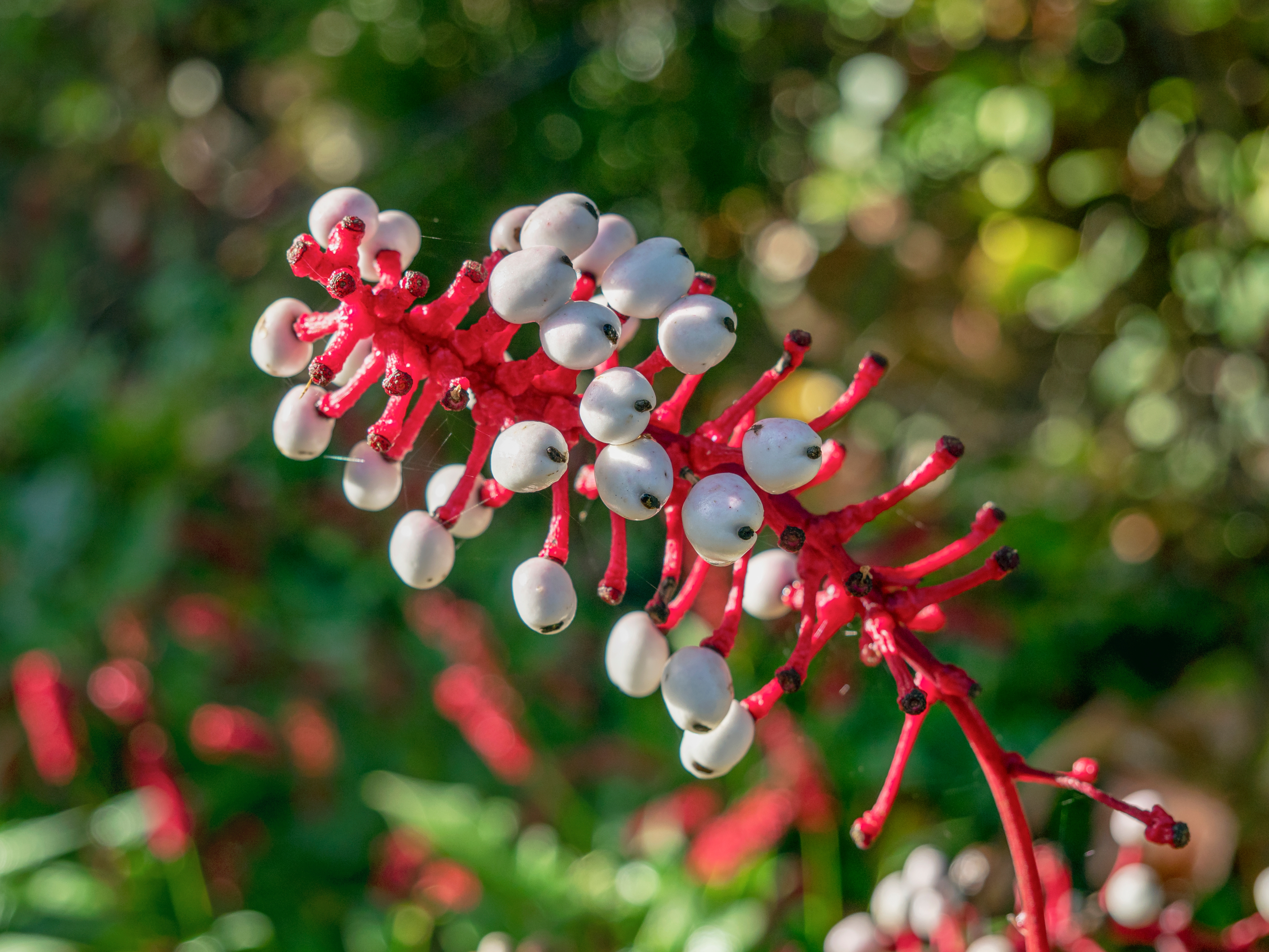 beautiful Plant Flowers That Remind You of Things