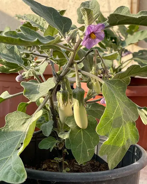 White Eggplant Care