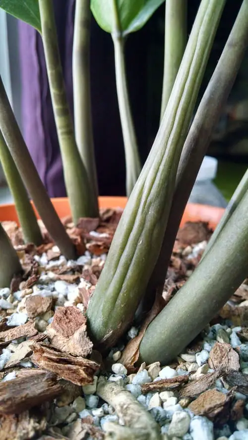 Common ZZ Plant Problems 10