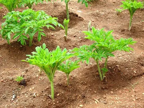  Perennial Vegetables 8