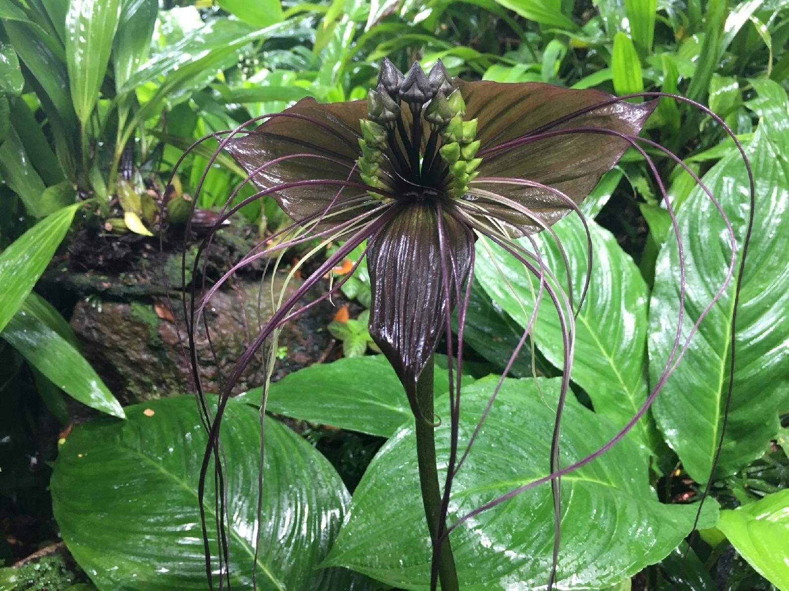 top Plant Flowers That Remind You of Things 