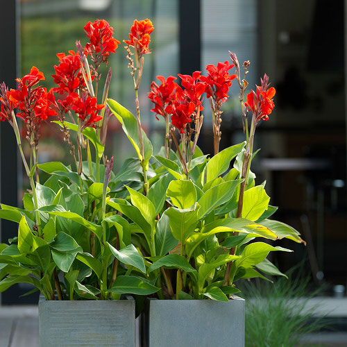 Best Cultivars of Canna Lily 2