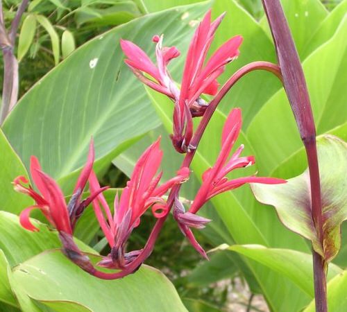 Best Cultivars of Canna Lily 28