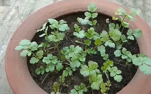 Fertilizing